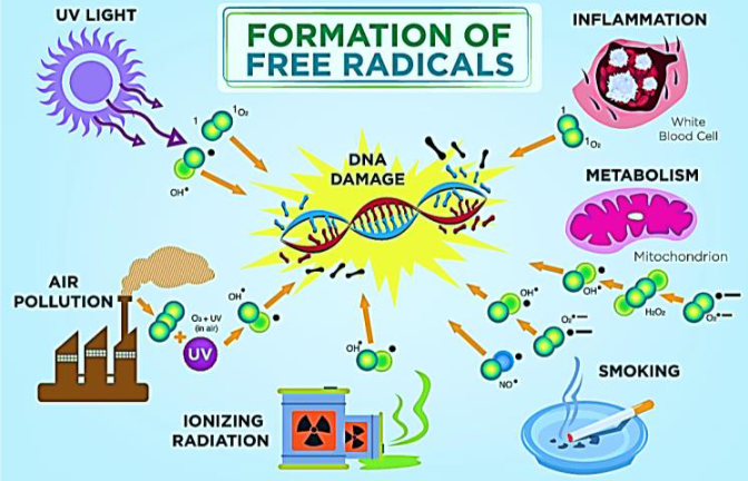 What is Free Radical ?